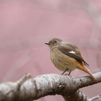 河津桜を背景にしたジョウビタキ