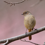 河津桜を背景にしたジョウビタキ