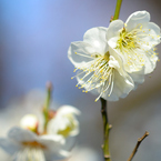 梅_谷保天神_05