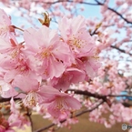 河津桜4