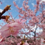 河津桜7