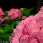 10紫陽花Ⅴ