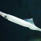 海の生き物図鑑‐スルメイカ