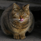 ペロンチョにゃんこ
