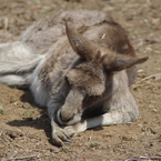 お行儀良い寝姿‐カンガルー