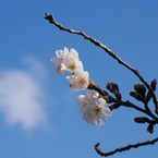 桜咲く
