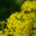 菜の花_1