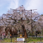 野依八幡のしだれ桜