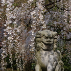 桜守