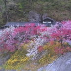 風景☆花桃の里