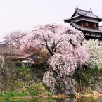 枝垂れ桜 －咲き誇る－