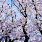 春日和・満開の桜