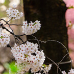 満開の桜