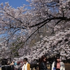 撮るも良し撮られるも良し花見客