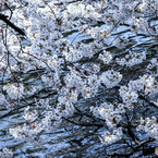 水面に咲く桜