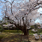 桜_桜花亭_04