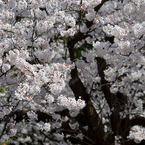 桜_桜花亭_05