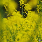 菜の花畑2