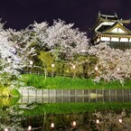 郡山城と桜 －ライトアップー