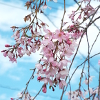 枝垂桜4