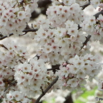 桜8
