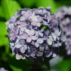 雨夜の紫陽花