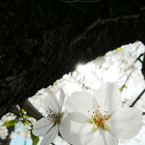 工場の桜_1