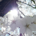 工場の桜_2