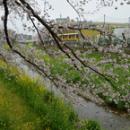 桜_野川_04