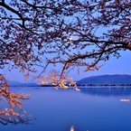 夜明け前桜　3-3