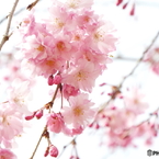 枝垂れ桜3