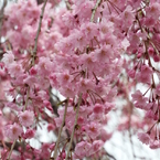 枝垂れ桜5
