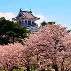 長浜城の桜