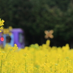 菜の花便り