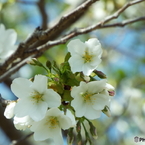 大島桜