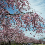 枝垂れ桜5