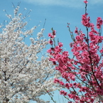 桜＆花桃1