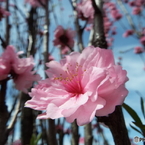 花桃3