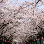 白髭公園桜まつり