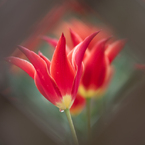 Red Tulip