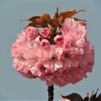 八重桜