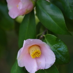 春の花-椿4