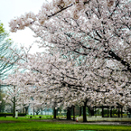 a lot of Sakura