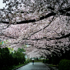雨降りサクラ