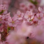 河津桜001