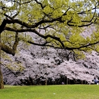 花競う