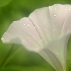 雨上がりのアサガオ