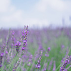 Lavender purple