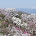 花見山から