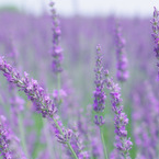 Lavender purple